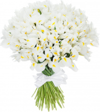 Белые ирисы