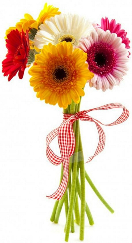 Букет «Герберка»